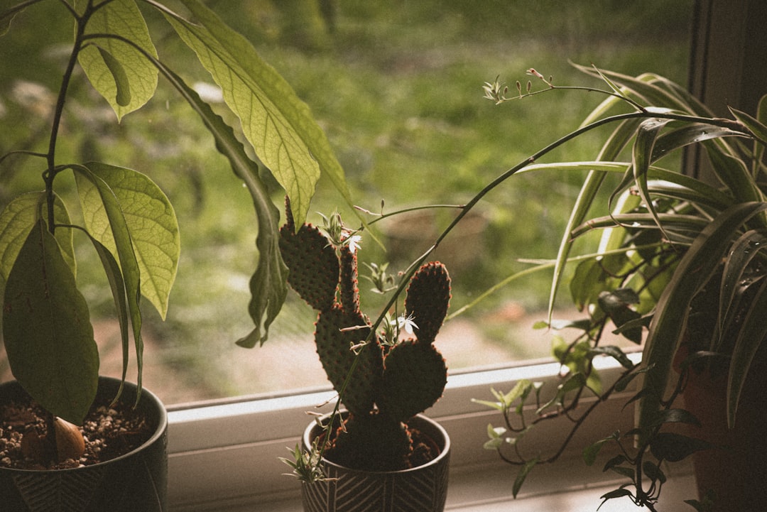Photo shade-loving houseplants