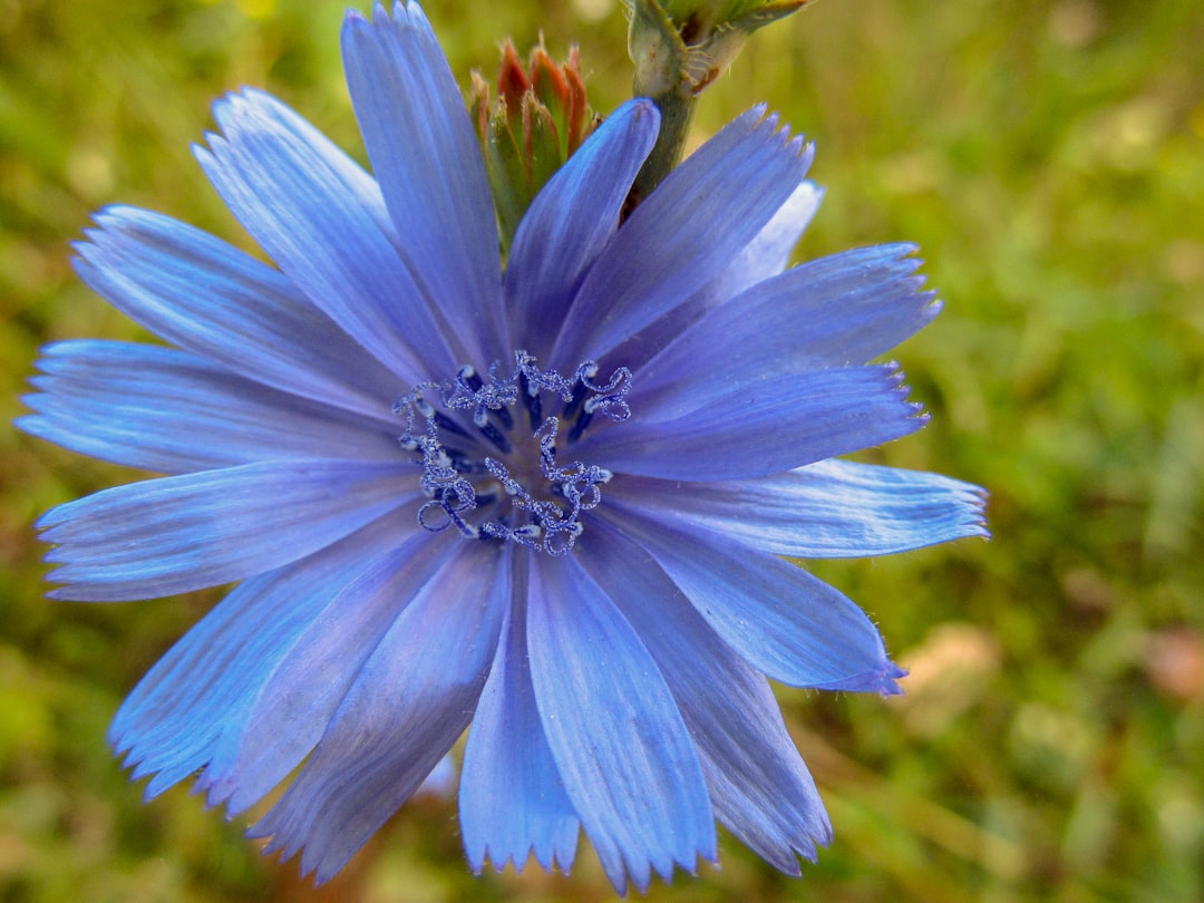 Photo cornflower color